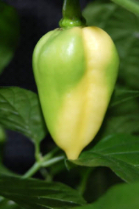 Fatalii White